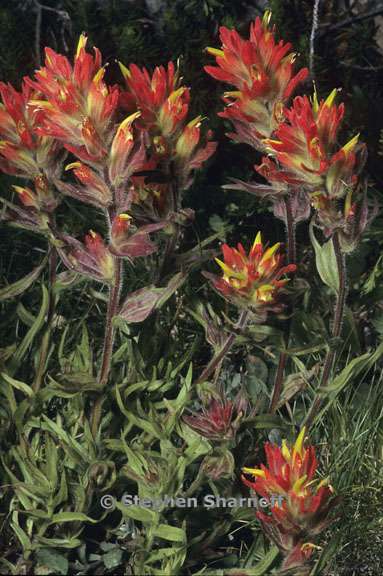 castilleja peirsonii 2 graphic